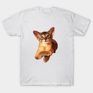 Abyssinian Kitten Cat Cute! T-Shirt